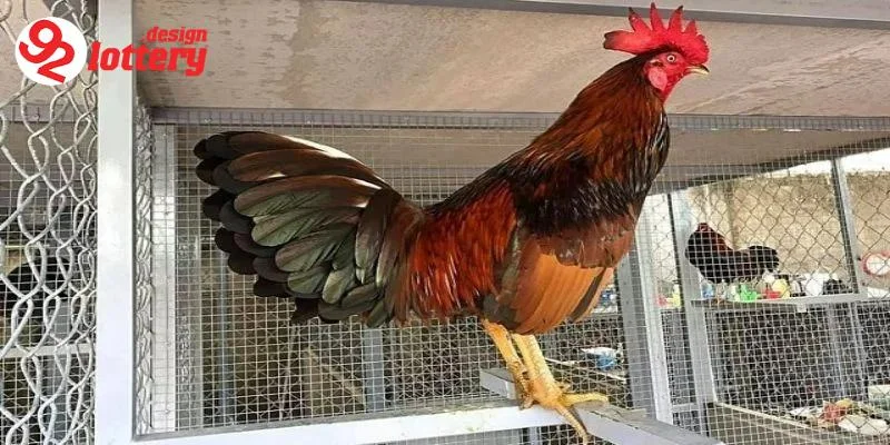 Cách Nuôi Gà Đá Bo Lớn – Tuyệt Chiêu Nuôi Chiến Kê Đỉnh Cao 2 Giới thiệu về cách nuôi gà đá bo lớn