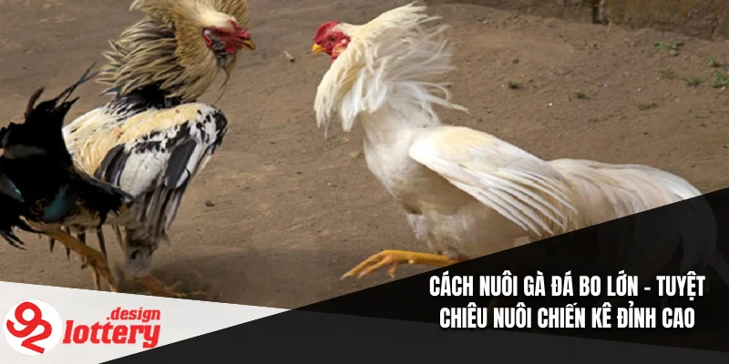 Cách Nuôi Gà Đá Bo Lớn – Tuyệt Chiêu Nuôi Chiến Kê Đỉnh Cao 4 Cách Nuôi Gà Đá Bo Lớn