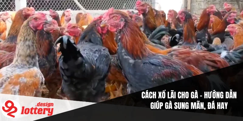 Cách Xổ Lãi Cho Gà – Hướng Dẫn Giúp Gà Sung Mãn, Đá Hay 2 Cách Xổ Lãi Cho Gà