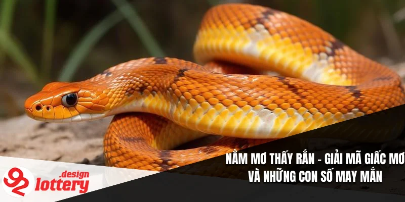 Nằm Mơ Thấy Rắn – Giải Mã Giấc Mơ Và Những Con Số May Mắn 6 Nằm Mơ Thấy Rắn