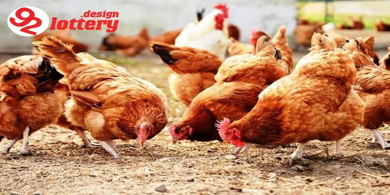 Thức Ăn Gà Đá – Chế Độ Dinh Dưỡng Giúp Gà Sung, Bo Lớn Nhanh 2 Chế độ dinh dưỡng cho gà đá theo từng giai đoạn