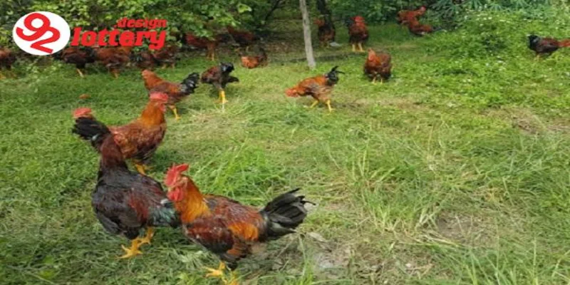 Thức Ăn Gà Đá – Chế Độ Dinh Dưỡng Giúp Gà Sung, Bo Lớn Nhanh 4 Những lưu ý quan trọng khi sử dụng thức ăn gà đá