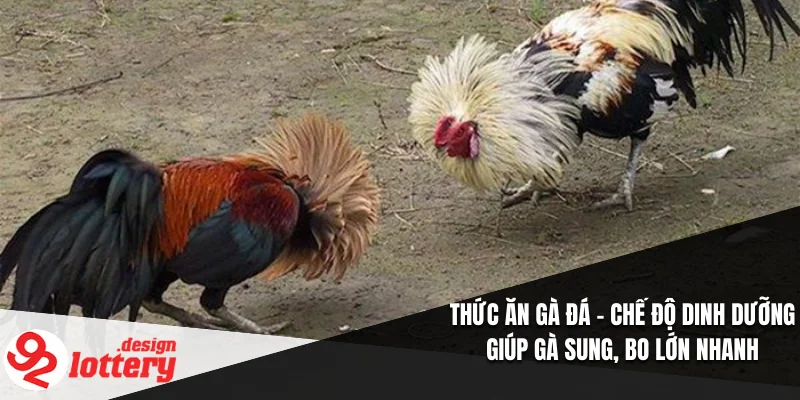 Thức Ăn Gà Đá – Chế Độ Dinh Dưỡng Giúp Gà Sung, Bo Lớn Nhanh 3 Thức Ăn Gà Đá